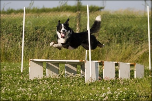 Agility, en onze honden